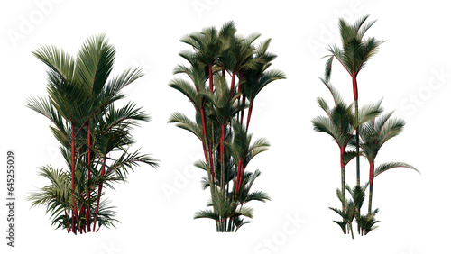 Set of palm trees isolated on a transparent background © Nawaphon