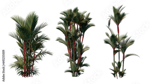 Set of palm trees isolated on a transparent background