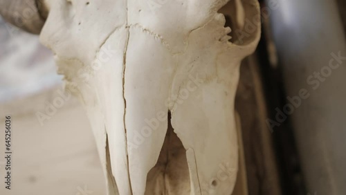 Buffalo skull hanged on a wall and filmed closely in slow motion