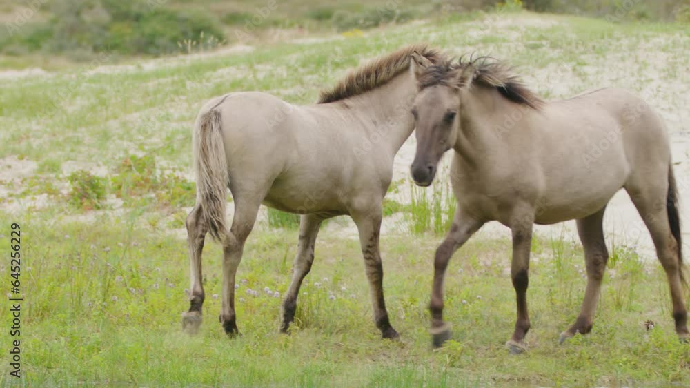 Polish Konik Horses in Nature Reserve Oranjezon, Tracking, Slow Motion Polish Konik Horses in Nature Reserve Oranjezon, Tracking, Slow Motion
