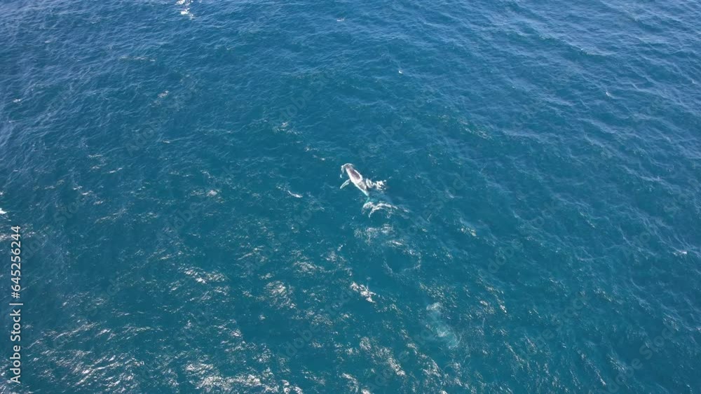 Ocean With Swimming Humpback Whales In New South Wales, Australia - aerial shot Ocean With Swimming Humpback Whales In New South Wales, Australia - aerial shot