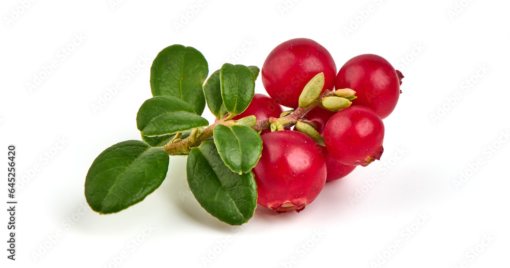 Fresh wild lingonberry berries with leaves, isolated on white background. Fresh wild lingonberry berries with leaves, isolated on white background.