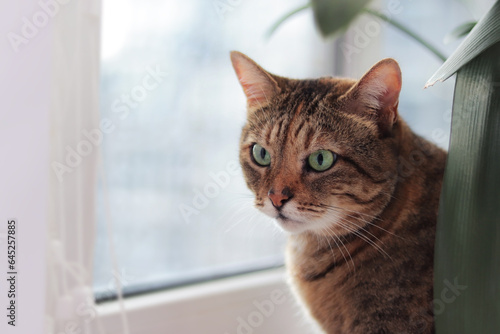 Portrait of a domestic cat with an interested expression of the muzzle. Cute pet. Cat on the background of the window, near house plants