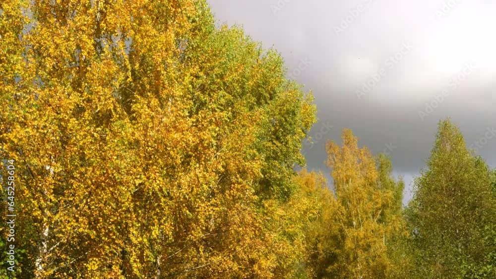 The tops of yellow and orange autumn different trees sway in the wind against a dark sky with clouds. Autumn forest, colorful foliage, natural background. Space for text, background. The tops of yellow and orange autumn different trees sway in the wind against a dark sky with clouds. Autumn forest, colorful foliage, natural background. Space for text, background.