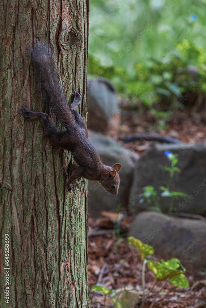 Fototapeta premium A long-tailed squirrel found in the forest. Sciurus vulgaris - cheongseolmo