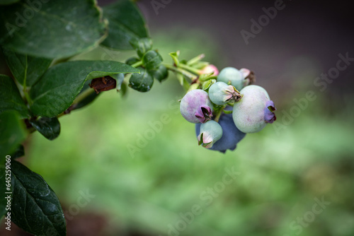 Unripe Organic Blueberries with branch. A healthy diet