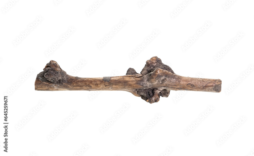 The dry wood with burl isolated on white background