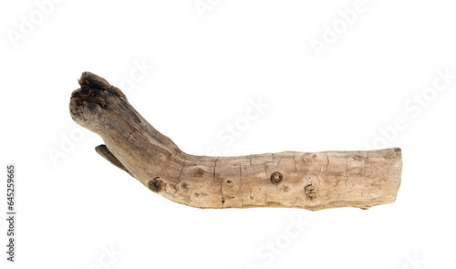 dry tree branch on white background