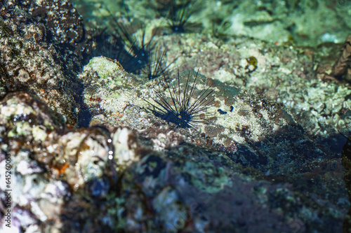 Black Sea urchins in tropical sea. Diadema setosum long spined creature, selective focus photo