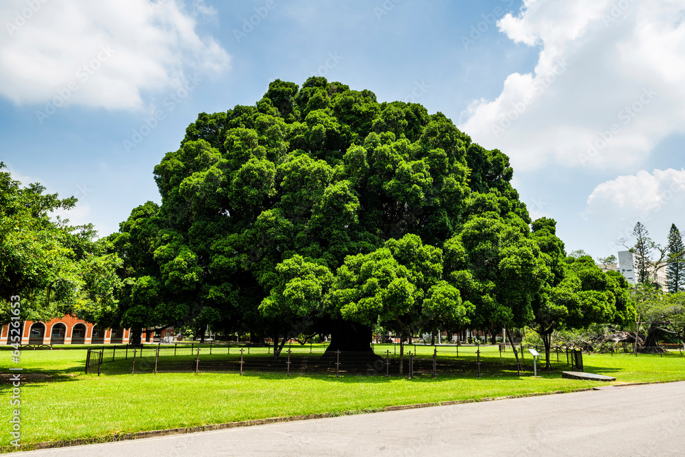 Beautiful view of the large Banyan Garden on the National Cheng Kung University (NCKU) campus in Tainan, Taiwan. Beautiful view of the large Banyan Garden on the National Cheng Kung University (NCKU) campus in Tainan, Taiwan.