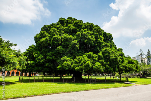 Beautiful view of the large Banyan Garden on the National Cheng Kung University (NCKU) campus in Tainan, Taiwan.