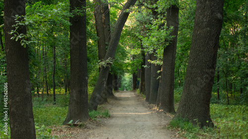 way in the park, green leaves, trees