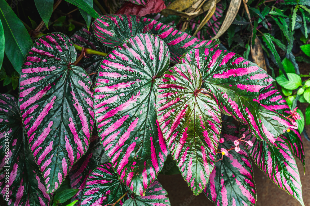 Caladium plant, a genus of flowering plants in the family Araceae. They ...