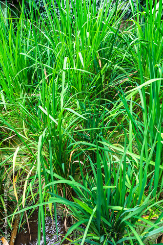 Oryza sativa, commonly known as rice, is the plant species most commonly referred to in English as rice