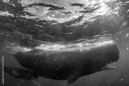 Fototapeta Naklejka Na Ścianę i Meble -  Sperm whale underwater