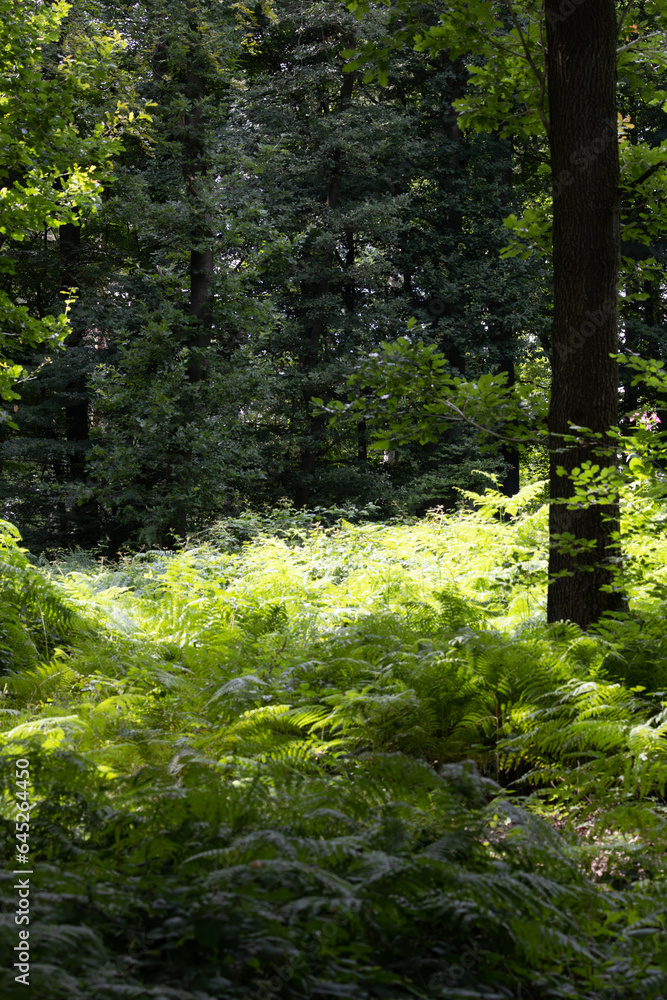 Obraz premium sattgrüner Farn im Wald in einer Lichtung an einem Sommertag