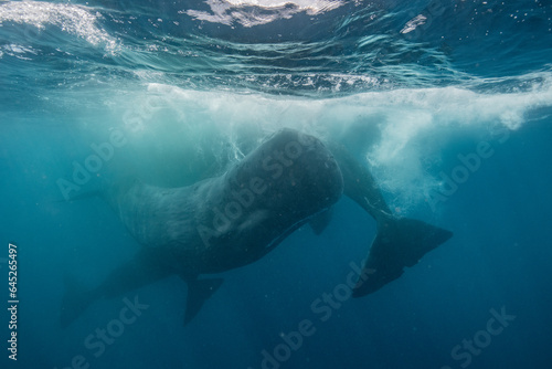 Sperm whale underwater © Stanislav