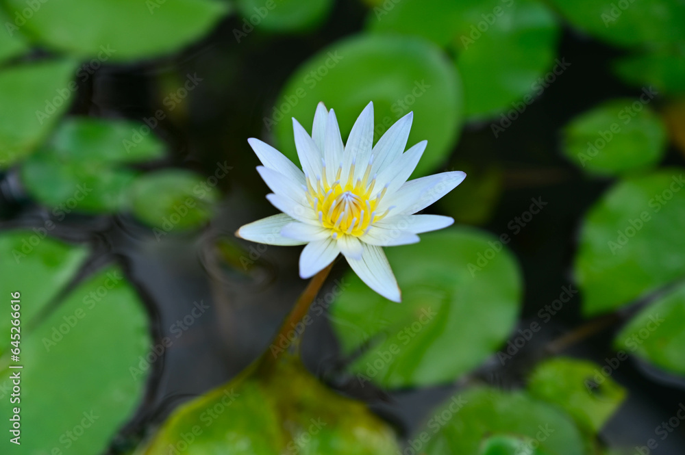 lotus flower in the pond. indian white water lily lotus flower in the pond. indian white water lily