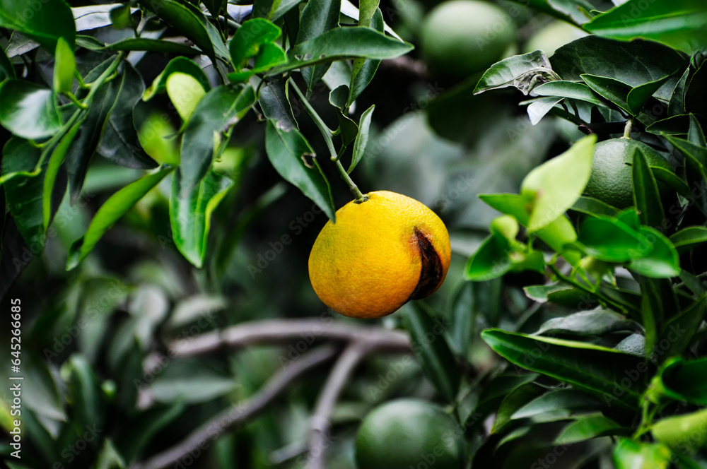 Green unripe orange fruit on tree