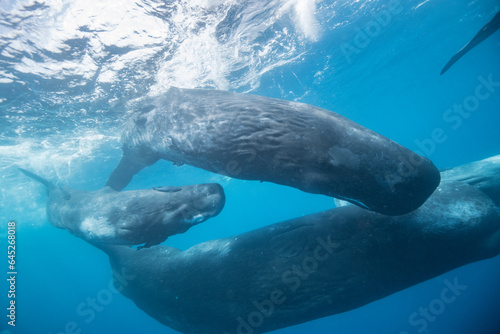 Sperm whale underwater © Stanislav