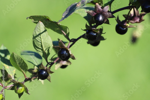 Foto Atropa belladonna