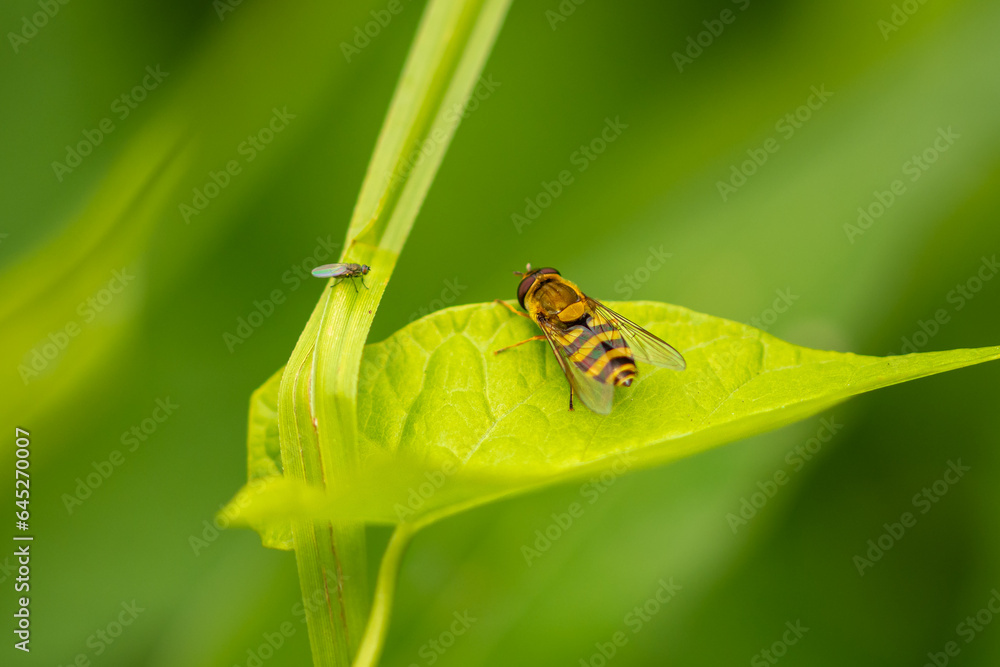 Close-up of Syrphus ribesii, the common hoverfly Close-up of Syrphus ribesii, the common hoverfly