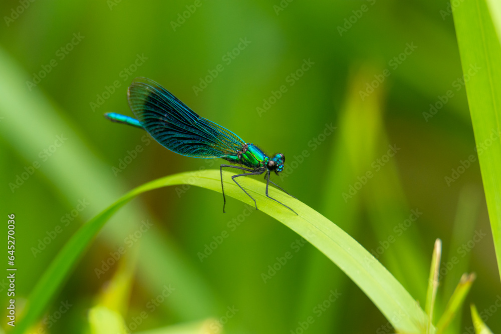 Macro of the beautiful demoiselle (Calopteryx virgo) , a blue damselfly Macro of the beautiful demoiselle (Calopteryx virgo) , a blue damselfly