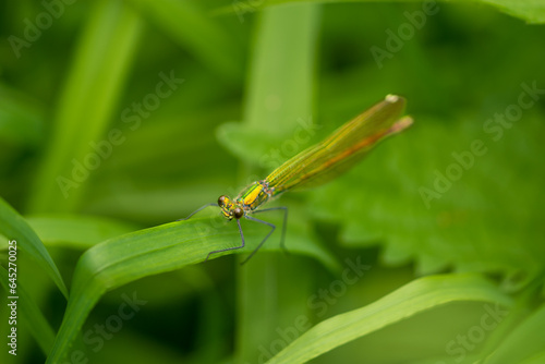 Macro of a female of the white-legged damselfly or blue featherleg (Platycnemis pennipes) - green small damselfly