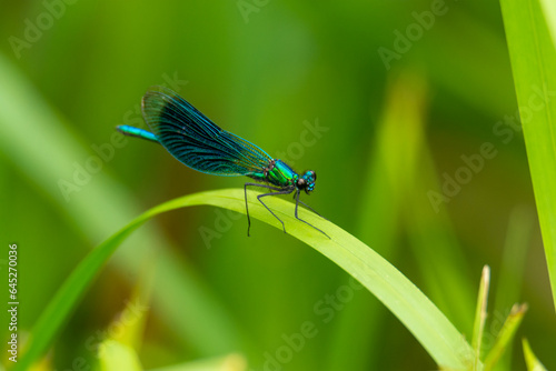 Macro of the beautiful demoiselle (Calopteryx virgo) , a blue damselfly