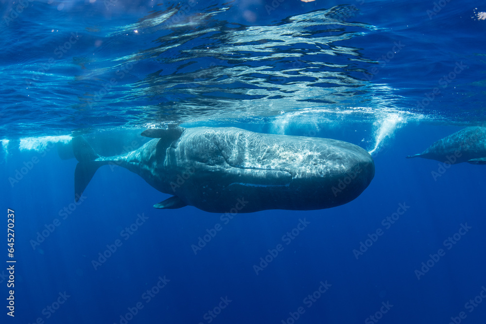 Fototapeta premium Sperm whale underwater