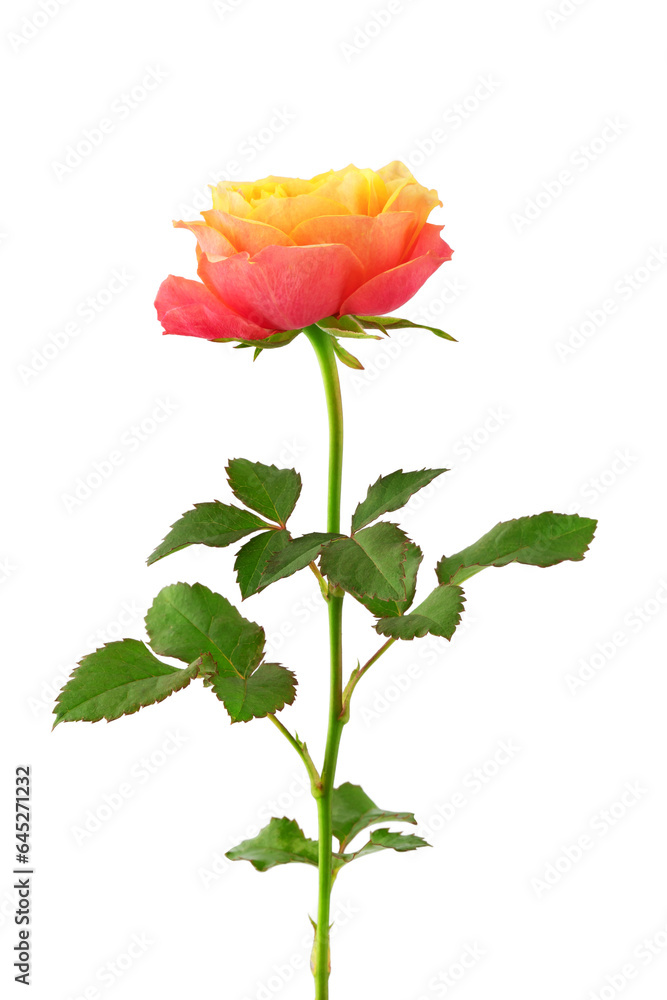 a blooming rose with green leaves, isolate on a white background a blooming rose with green leaves, isolate on a white background