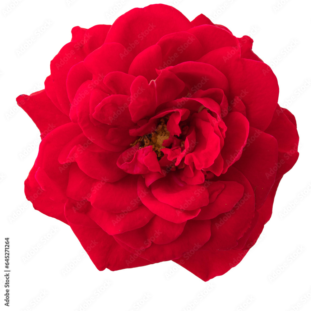 a blooming rose with green leaves, isolate on a white background a blooming rose with green leaves, isolate on a white background