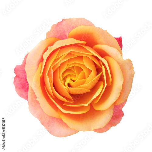 a blooming rose with green leaves  isolate on a white background