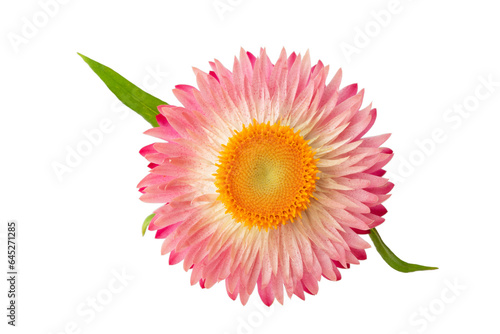 helichrysum - sand immortelle, decorative dried flower for decoration and decoration of premises, isolated