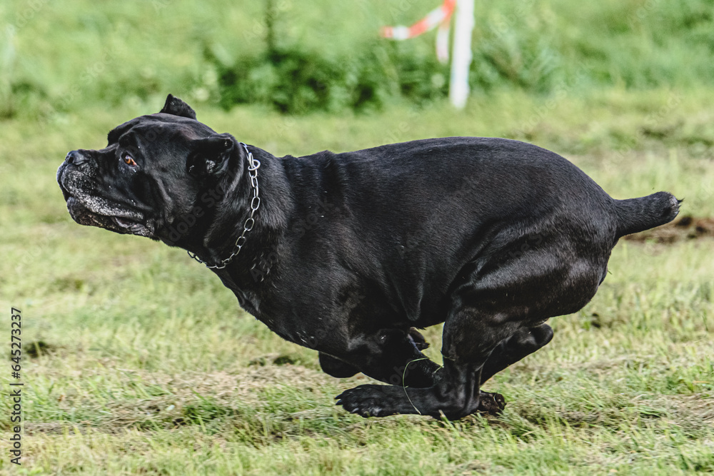 Cane corso dog running fast and chasing lure across green field at dog racing competion