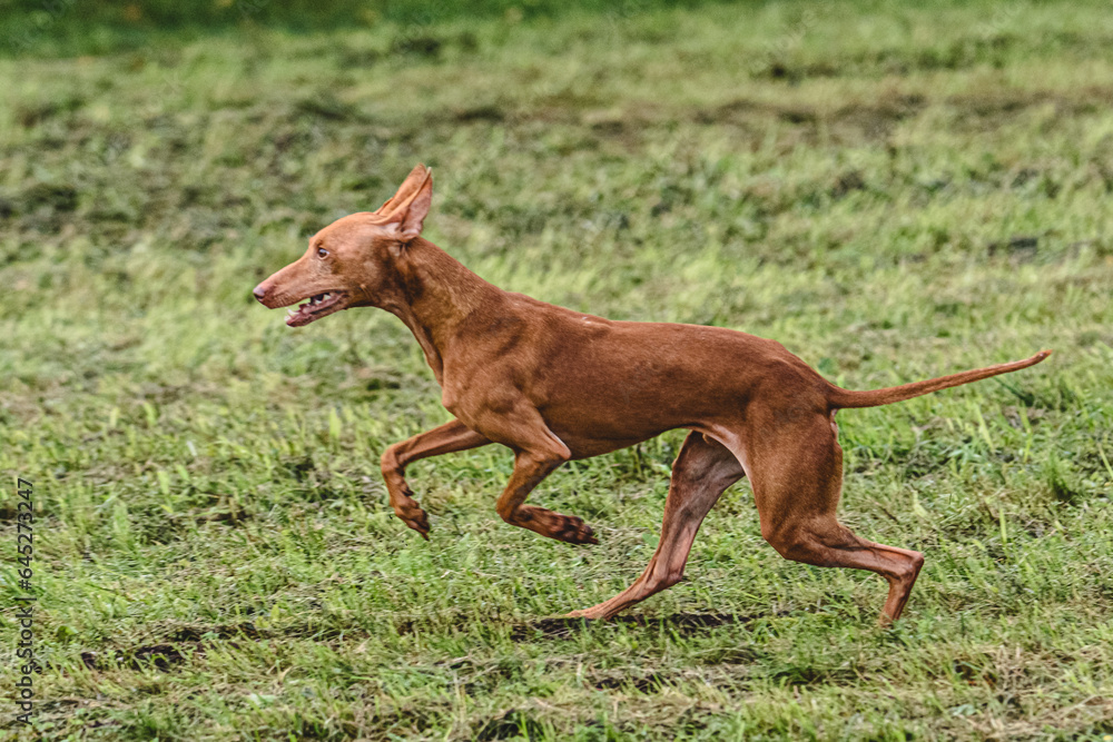 Cirneco dell etna dog running fast and chasing lure across green field at dog racing competion Cirneco dell etna dog running fast and chasing lure across green field at dog racing competion
