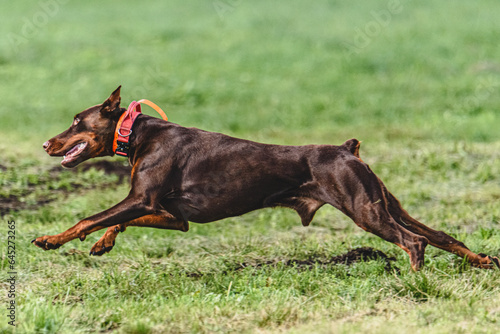 Dobermann dog lifted off the ground during the dog racing competition running straight into camera