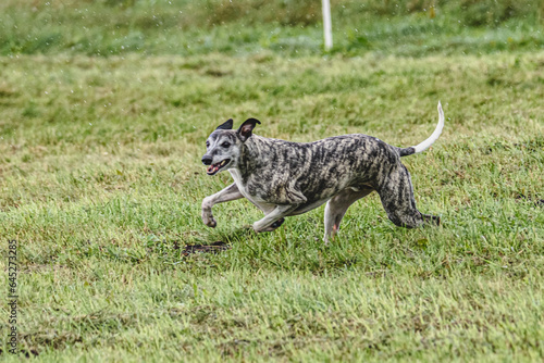 Whippet dog running fast and chasing lure across green field at dog racing competion