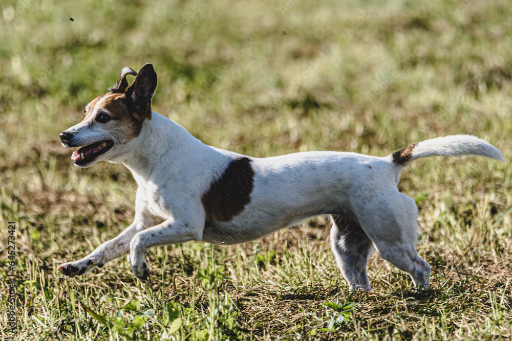 Dog running in green field and chasing lure at full speed on coursing competition