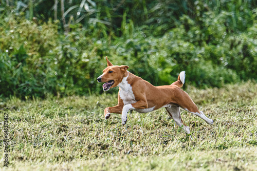 Basenji dog catching lure in the field at coursing and racing competition
