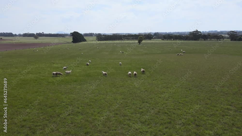 Sheep paddock Sheep paddock