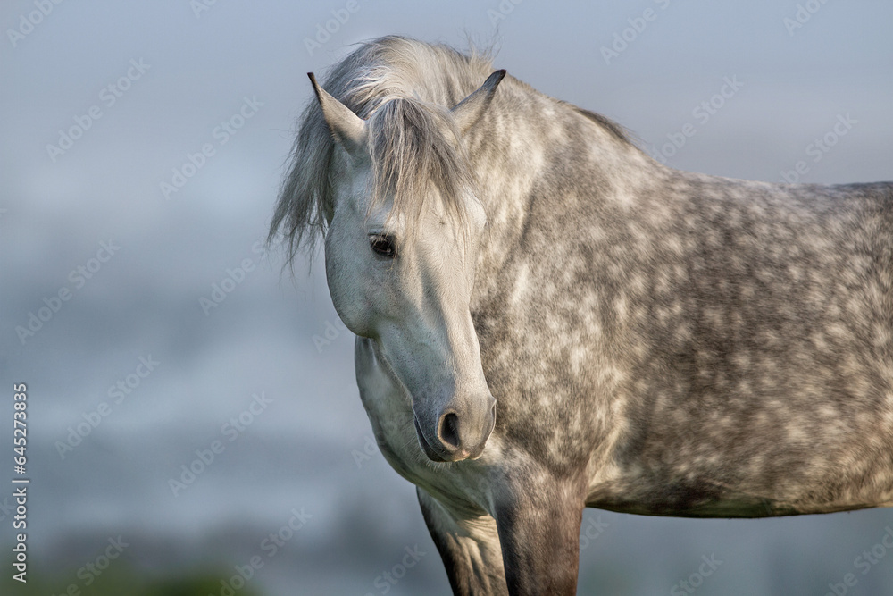 Gray stallion with a long mane close-up portrait Gray stallion with a long mane close-up portrait