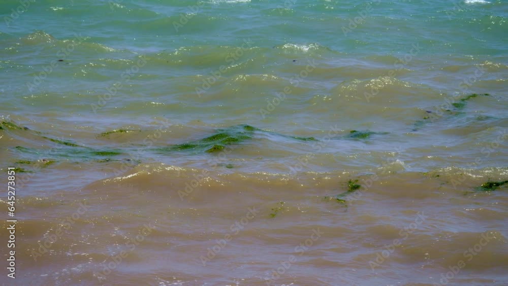 Green seaweeds dance gracefully on the sea's surface, creating a living mosaic of marine beauty. Green seaweeds dance gracefully on the sea's surface, creating a living mosaic of marine beauty.