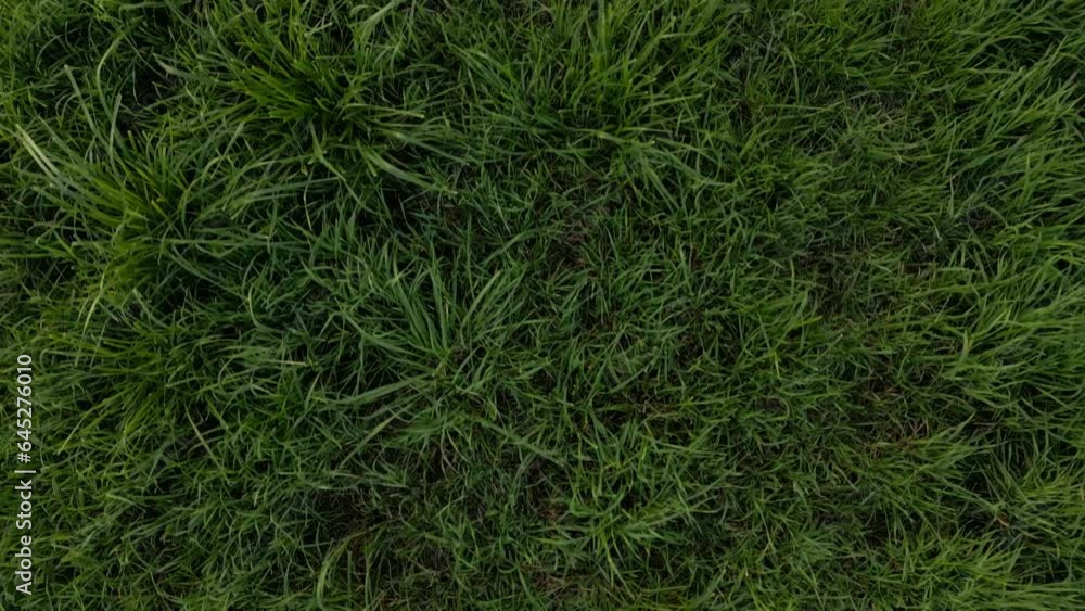 A top shot of a green grass field widening to a high wide shot A top shot of a green grass field widening to a high wide shot