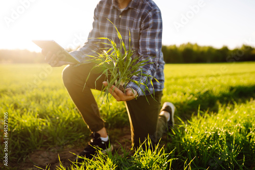 Close-up of an agronomist in a green wheat field holding a green wheat sprout with soil. An experienced farmer checks the wheat harvest in the field. Ecology, gardening concept.
