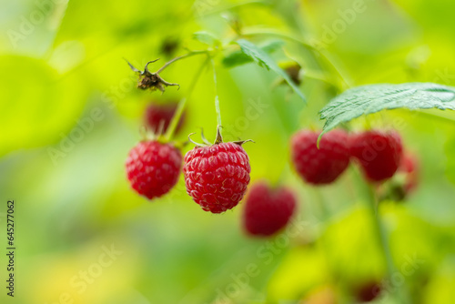 branch of ripe raspberries in a garden close up