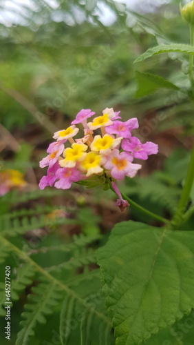 Beautiful PinkYellow Lantana camara is a type of flowering plant from the Verbenaceae family originating from tropical regions in Central and South America.