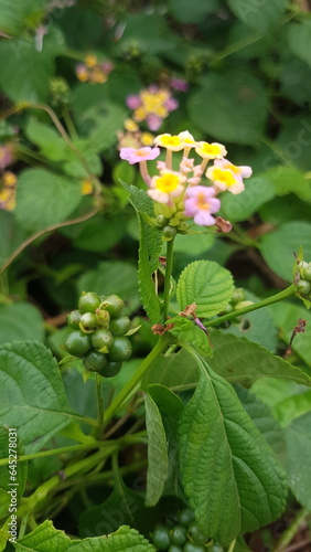 Beautiful PinkYellow Lantana camara is a type of flowering plant from the Verbenaceae family originating from tropical regions in Central and South America.