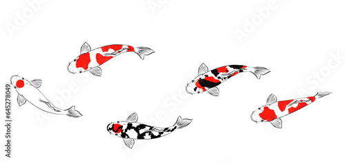 Photography Koi Fish Illustration – Nishikigoi Japanese Carp Isolated on White