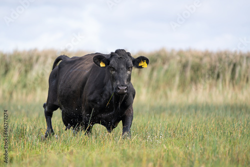 Aberdeen angus cow in a beach meadow